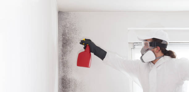 Best Toxic Mold Removal  in Rincon, GA