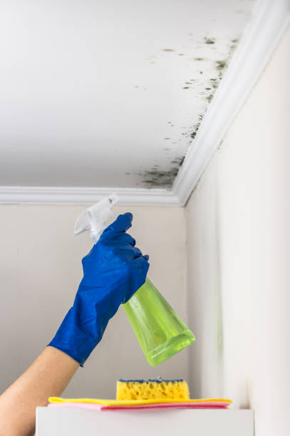 Best Attic Mold Removal  in Rincon, GA