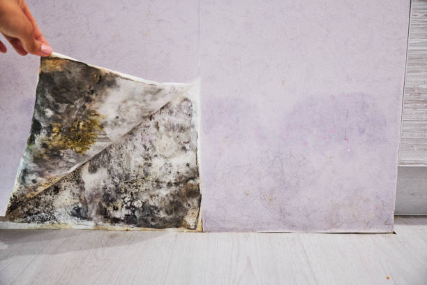 Reliable Rincon, GA Mold Removal Solutions